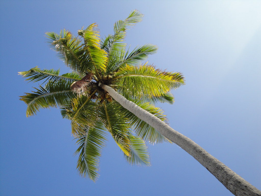 Palm Tree supply maldives