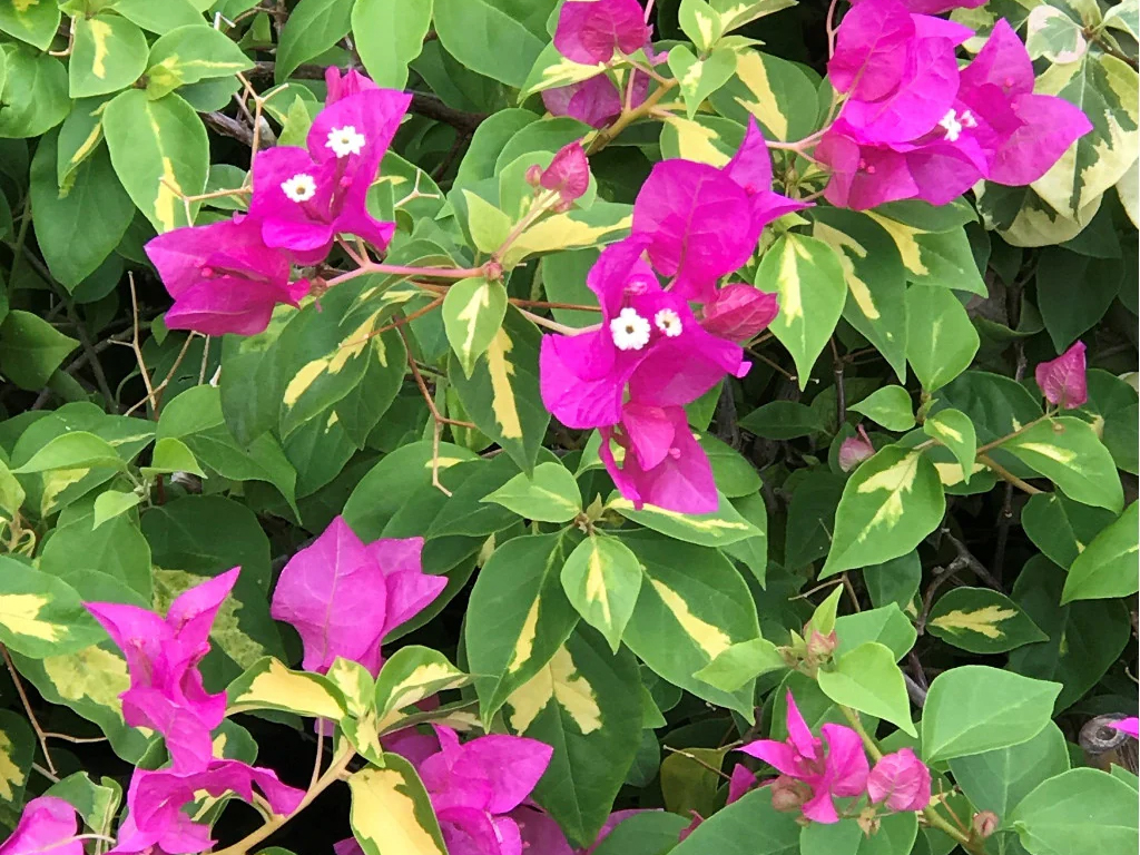 Bougainvillea