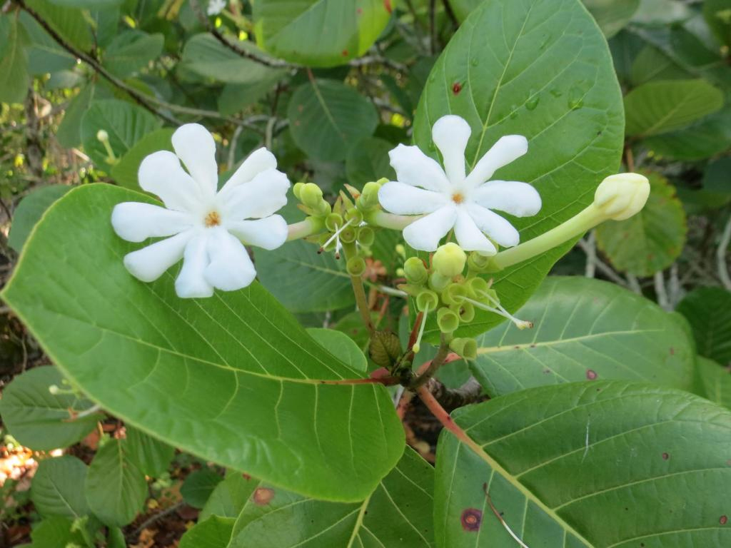 beach gardenia and other common plants supply maldives